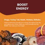 Mushroom Extract Powder Manufacturer - 10:1 Reishi Chaga Mix Turkey Tail Organic Maitake Shiitake