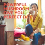 Mushroom Extract Powder Manufacturer - Reishi Cordyceps Mix 10% Polysaccharides Lions Mane Blend