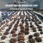 Mushroom Extract Powder Manufacturer - High Quality Health Supplement 10:1 Organic Grifola Frondosa