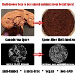 Spore Oil Softgel Manufacturer - Reishi Mushroom Co2 Extraction Lingzhi Lucidum Spore Oil