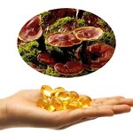 Spore Oil Capsules Manufacturer - Reishi Mushroom Lucidum Spore Oil