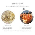 Mushroom Extract Powder Manufacturer - 10:1 Organic Cordyceps Militaris Private Label