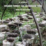 Mushroom Extract Powder Manufacturer - High Quality Polysaccharides Turkey Tail 10:1 20:1 Powder