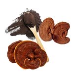 Mushroom Extract Powder Manufacturer - Wholesale 10:1 Organic Reishi Lucidum Extract