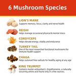 Mushroom Coffee Powder Manufacturer - Organic Chaga Cordyceps Instant 14 Blend 7 Mushroom Mixed