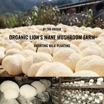 Mushroom Extract Powder Manufacturer - Custom Bulk 10:1 Hericium Erinaceus Organic Lions Mane
