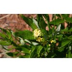 Fadogia Agrestis Extract - Factory Supply 50:1 Energy Improve Powder