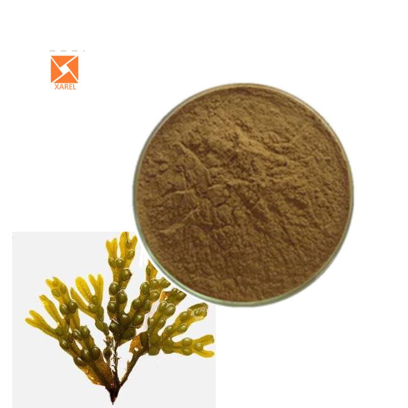 Fucus Vesiculosus Extract - High Quality Water Soluble 0.1%-0.5% Iodine Organic Powder
