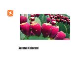 Cactus Fruit Extract - Factory Supply Natural Red Opuntia Ficus Water Soluble Powder