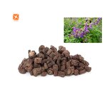 Salvia Miltiorrhiza Extract - High Quality Tanshinone IIA 5% Powder Extract