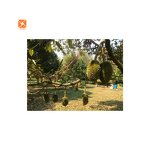 Durian Juice Powder - Water Soluble Pure Natural Food Grade Durian Extract