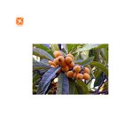 Loquat Juice Powder - Water Soluble Food Grade Concentrate Spray Dried Extract