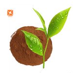Green Tea Extract - Best Price Food Grade Water Soluble Natural Powder