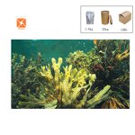 Fucus Vesiculosus Extract - High Quality Water Soluble 0.1%-0.5% Iodine Organic Powder