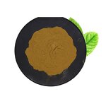 Maitake Mushroom Extract Manufacturer - Grifola Frondosa 50% Polysaccharide & Natural