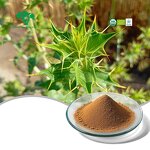 Tribulus Terrestris Powder Manufacturer - 30% Liposomal Saponins & Wholesale