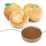 Maitake Mushroom Extract Manufacturer - Grifola Frondosa 50% Polysaccharide & Natural