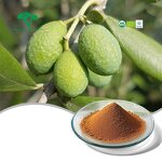 Liposome Oleuropein Powder Manufacturer - 40% Pure Olive Leaf Extract & Supplied