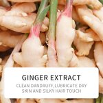 Hair Care Set Manufacturer - Ginger Shampoo Conditioner - Anti Dandruff Growth Wholesale