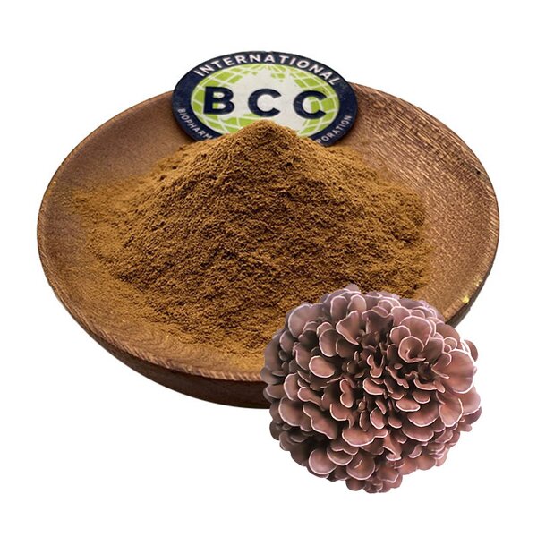 Maitake Mushroom Extract Powder Manufacturer - Grifola Frondosa & Bulk