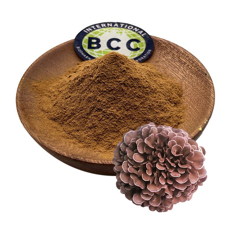 Maitake Mushroom Extract Powder Manufacturer - Grifola Frondosa & Bulk