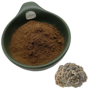 Antrodia Camphorata Extract Manufacturer - 30% Polysaccharide Mushroom Mycelium & Supplement