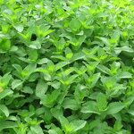 Peppermint Hydrosol Manufacturer - Hot Selling Wholesale Price MOQ 1KG - Natural Plant Extract Skin Care Hydrosol