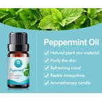 Essential Oil Manufacturer - Private Label Diffusing 10ml - Lavender Eucalyptus Lemon Tea Tree Orange Peppermint Diffuser