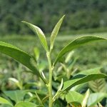 Eucalyptus Oil Manufacturer - Supply Wholesale Price 10ml Rollerball Type - Pest Control Stay Awake Essential Oil