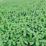 L-Menthol Crystal Manufacturer - Food/Cosmetic Grade Flavor Fragrance Ingredient CAS 2216-51-5 - Cooling Agent