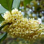 Osmanthus Hydrosol Manufacturer - Wholesale Bulk Price - Natural Plant Extract Facial Care Skincare Osmanthus Water