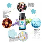 Hair Oil Manufacturer - Top Quality 30ml - Camellia Argan Cypress Ginger Lavender Blend Natural Hair Oil