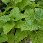 Melissa Hydrosol Manufacturer - Top Grade 100% Natural Pure Organic - Floral Water Lemon Balm