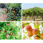 Blood Orange Juice Powder Manufacturer - Spray Dried Private Label GOH Supplement