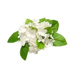 Clove Oil Manufacturer - 100% Pure Customized Bulk for Hair Care 60ml Liquid