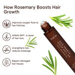 Hair Growth Serum Manufacturer - DHT Blocking Scalp Serum with Rosemary Roll on