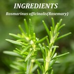 Scalp Massage Hair Oil Manufacturer - Rosemary Infused Strengthens Growth Enhances Shine Nourishes