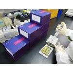 ANXA1 ELISA Kit - EasyStep Human Annexin A1 Research Use Only