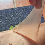 Peeling Oil - Factory - OEM Private Label Extra Strong Whitening Yellow Peeling