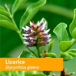 Licorice Root Extract Manufacturer - Private Label Organic Liquid Supplement