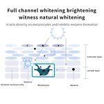 Vitamin C Turmeric Serum Set - Factory - Hydrating Niacinamide Face Whitening Skin Care Set