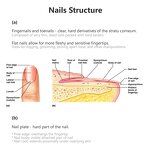 Fungal Nail Repair Serum - Factory - Private Label Feet Care Nail Fungus Removal Gel Anti Infection Serum