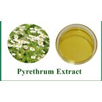 Pyrethrum Extract Powder Manufacturer - 100% Natural Pyrethrin