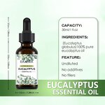 Eucalyptus Oil Manufacturer - 100% Pure Organic Aromatherapy Massage Hair Skin Hot Sale