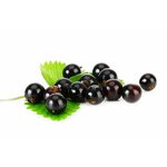 Black Currant Fruit Extract Powder Manufacturer - High Quality Organic Juice Concentrate