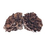 Maitake Mushroom Extract Powder Manufacturer - Wholesale 30% Polysaccharide
