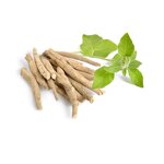 Ashwagandha Root Extract Powder Manufacturer - 1% -10% Withanolides Withania Somnifera
