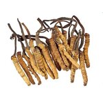 Cordyceps Sinensis Powder Manufacturer - High Quality 100% Water Soluble Organic