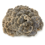 Turkey Tail Mushroom Extract Powder Manufacturer - 10%-50% Polysaccharide Coriolus Versicolor