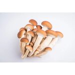 Agrocybe Aegerita Extract Powder Manufacturer - Factory Direct Sales Food Grade Pure Natural